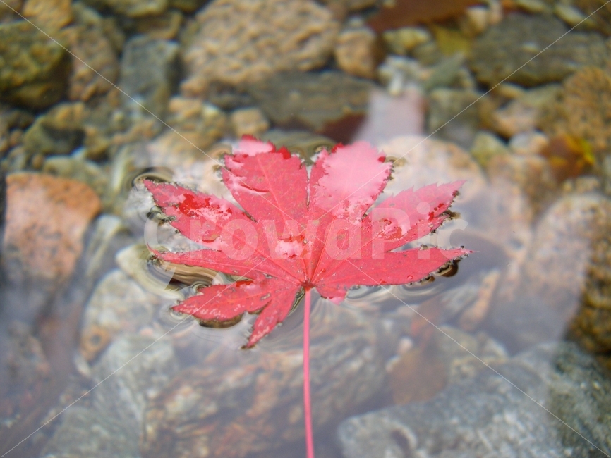 단풍,낙엽,가을,계곡,산,물,자연,가을,계절,fall,autumn,season,plant,식물,leaf,잎,tree,나무