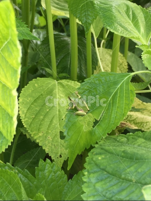 개구리,청개구리,시골,양서류,깻잎,동물,animal,파충류,양서류,reptile,amphibian