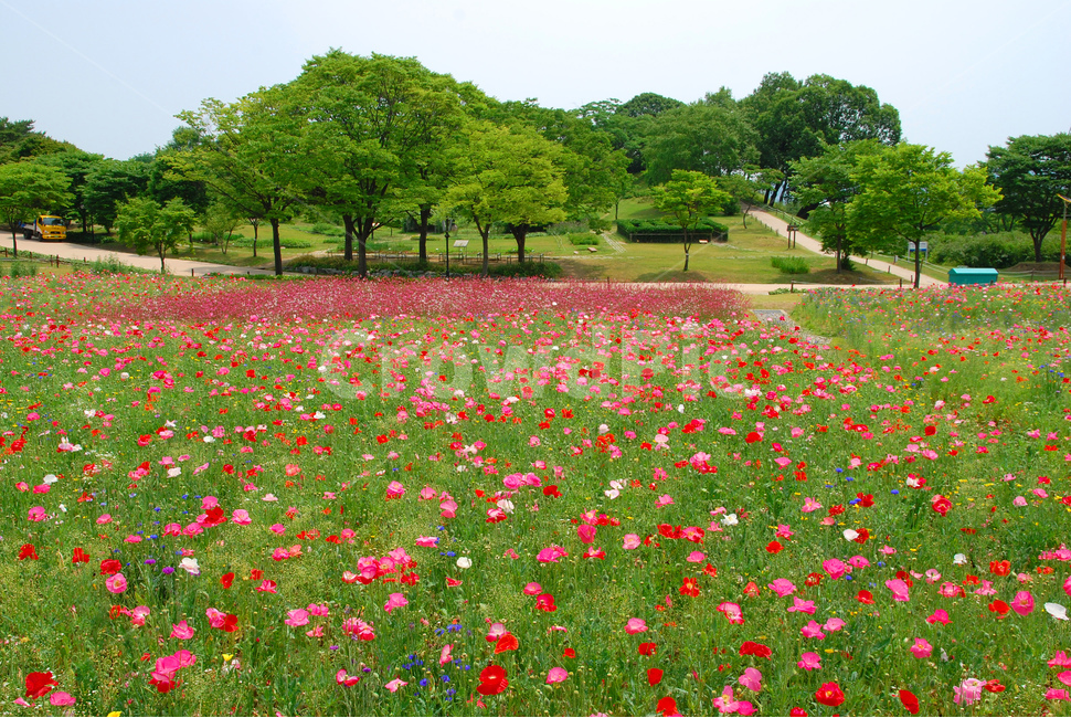 꽃양귀비,양귀비꽃,5월,정원,가든,꽃밭,공원,park,flowers,plant,beautiful,poppy,아름다운,꽃송이,꽃잎,봄,계절,spring,season,자연,풍경,nature,landscape,outdoors,옥외,grassland,목초지,field,들