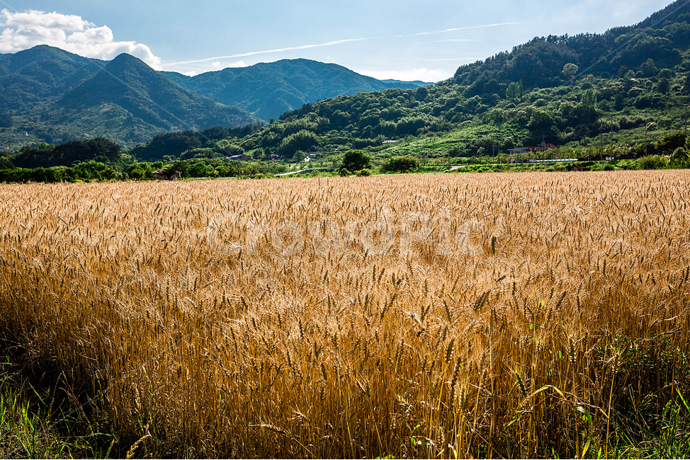 보리,황금들녘,시골길,농사,황금들판,하동,자연,풍경,nature,landscape,plant,식물,food,음식,vegetable,야채,grain,곡물