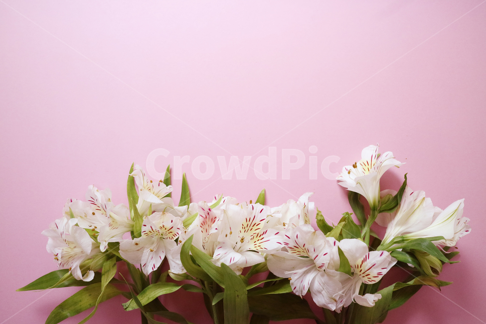꽃,꽃다발,흰꽃,하얀꽃,백그라운드,배경,배경이미지,식물,부케,아름다움,보테니컬,꽃,flower