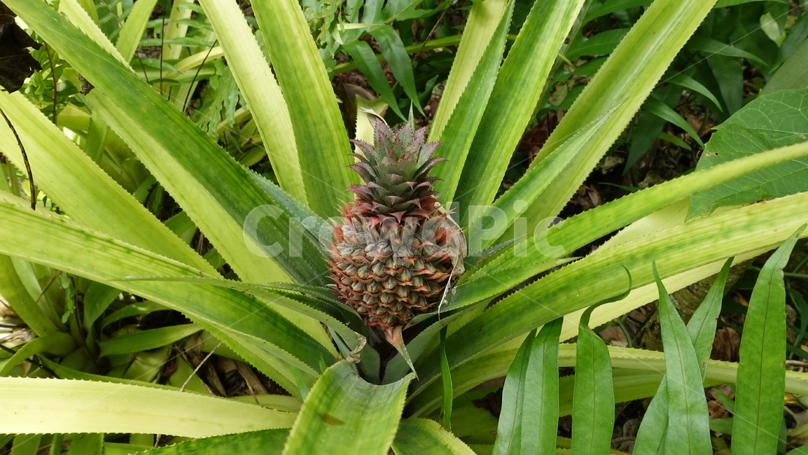 green,초록,plant,식물,자연,nature,파인애플,pineapple,fruit,작물,과일,열대,남태평양