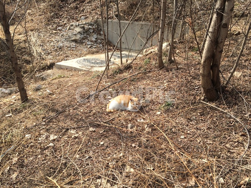 고양이,동물,animal,cat,외로움,lonely,shadow,그림자