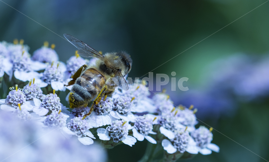 벌,꽃가루,꽃,꽃과벌,꽃가루묻은벌,동물,animal,곤충,벌레,insect,bug