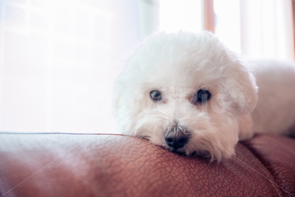 비숑,애완견,반려견,pet,강아지,동물,애완동물,애견,동물,animal,포유류,mammal,개,강아지,dog,doggy,감성,sensible,feeling