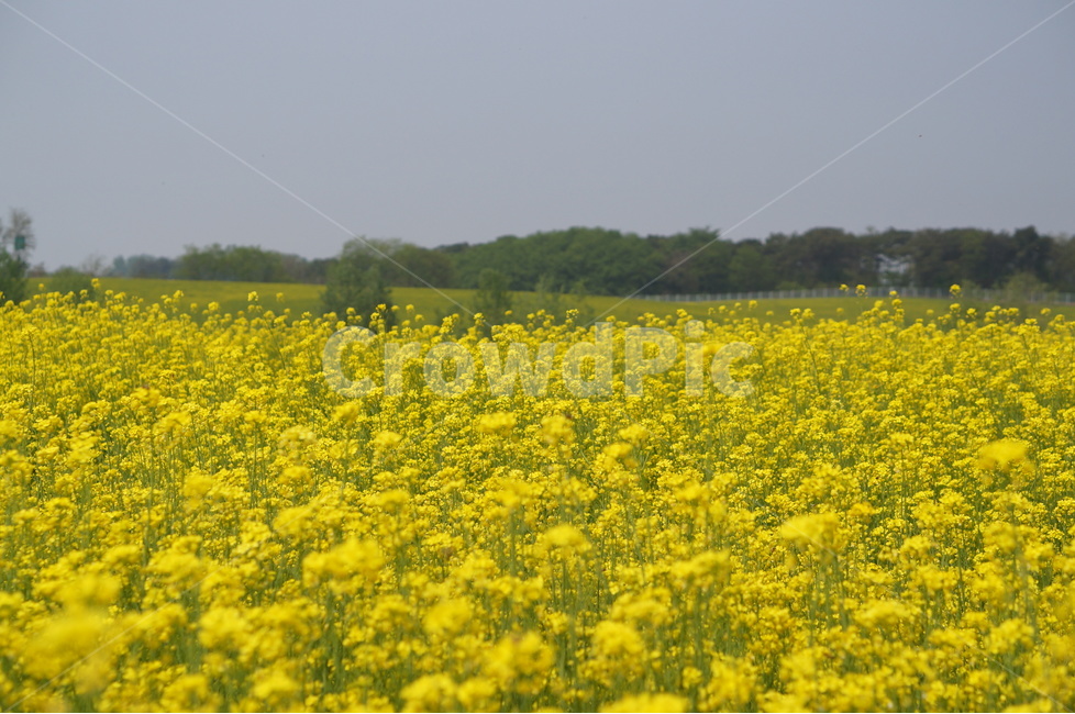 유채꽃,봄,노랑노랑,햇살,나무,풍경,봄,계절,spring,season,자연,풍경,nature,landscape,field,들,grassland,목초지,outdoors,옥외