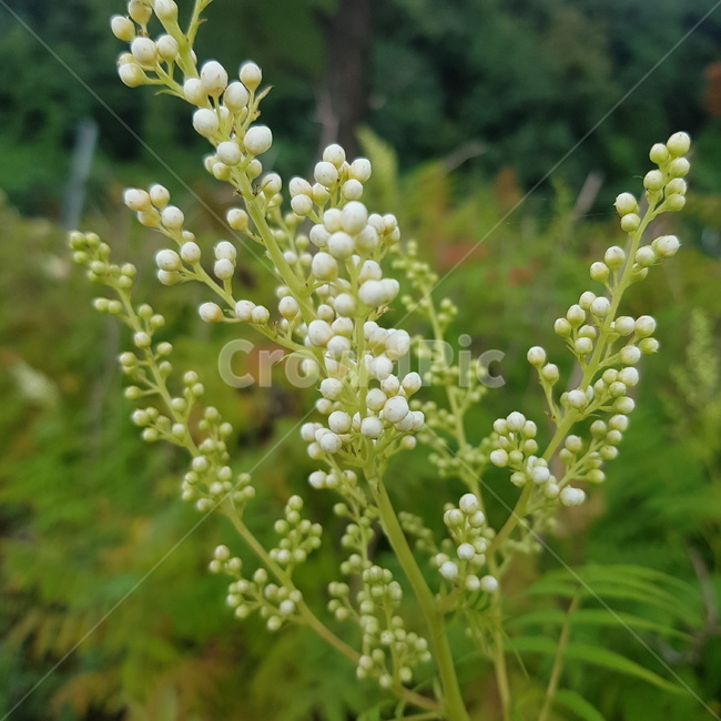 야생꽃,꽃,들꽃,꽃몽우리,꽃몽오리,식물,자연,plants,nature