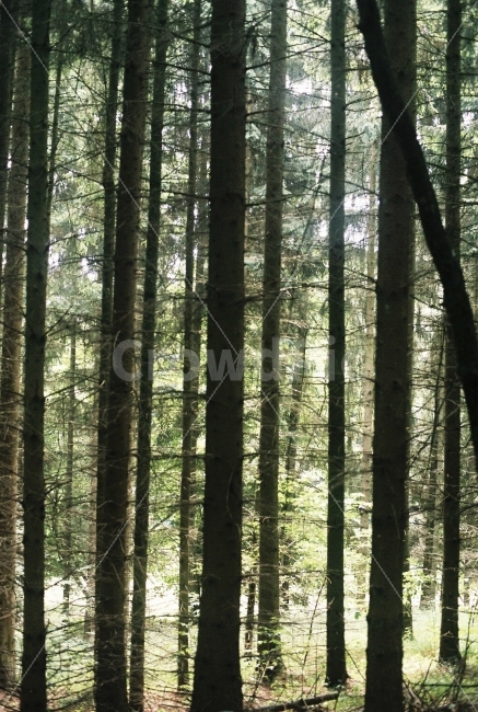 숲,나무,풍경,자연,식물,가지,유럽,필름사진,자연,풍경,nature,landscape,휴식,힐링,rest,relaxation,healing,vegetation,초목,plant,forest,woodland,삼림지,land,땅,tree,outdoors,옥외,grove,작은 숲
