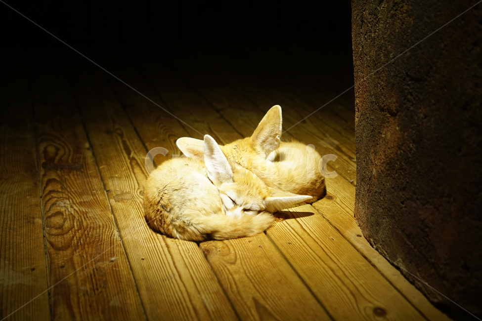 동물,사막여우,꿀잠,귀여움,쌔근,동물,animal,포유류,mammal