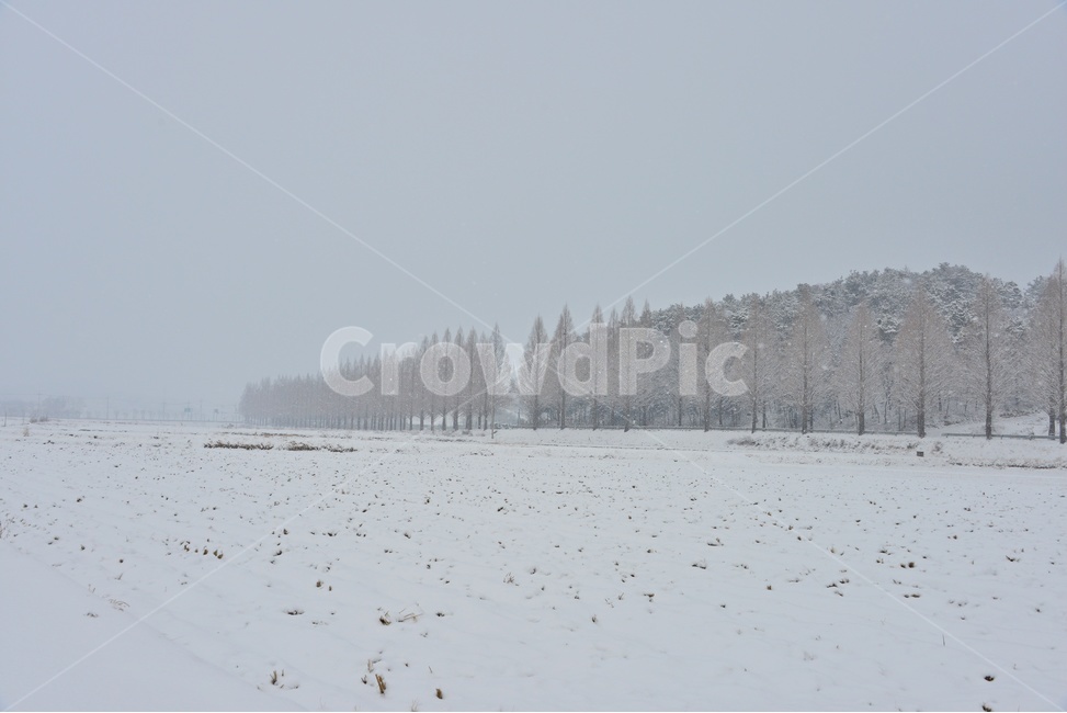 nature,자연,outdoors,옥외,snow,눈,blizzard,눈보라,storm,폭풍,winter,겨울,담양,메타길,메타스콰이어길,메타길설경,설경,농경지,농업,농사