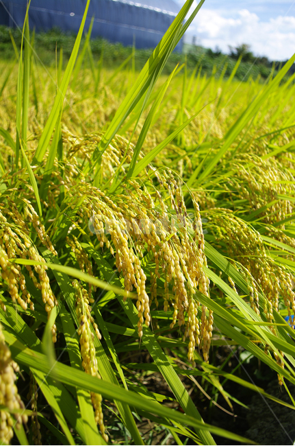 논,시골,벼,농사,식물,쌀,곡류,곡식,cereals,산업,industry,industrial,농업,농사,agriculture,farming,farming industry
