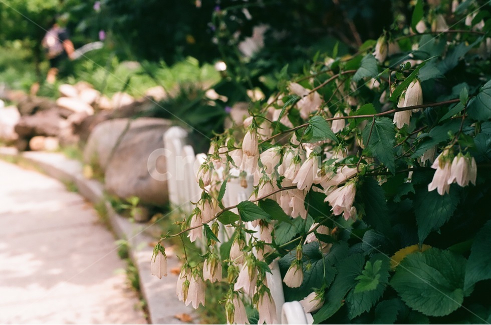 꽃,동네,이름모를꽃,길거리,필름사진,식물,자연,Plants,nature,Flower,landscape,여름,이미지,식물,자연,plants,nature,꽃,flower