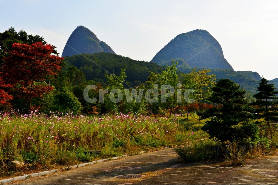 전북,진안,마이산,농업,농사,경작,가을,계절,nature,자연,outdoors,옥외,field,들,코스모스,코스모스꽃,꽃밭,자연,풍경,nature,landscape