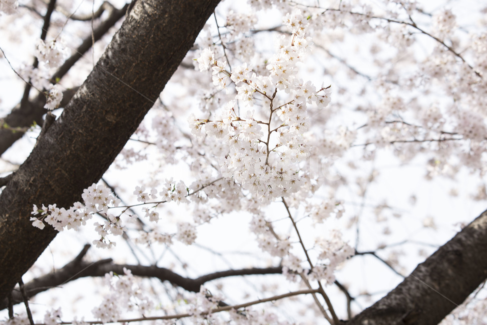 자연풍경,봄,벚꽃,우이천,벚꽃길,봄,계절,spring,season,식물,자연,plants,nature,꽃,flower,plant