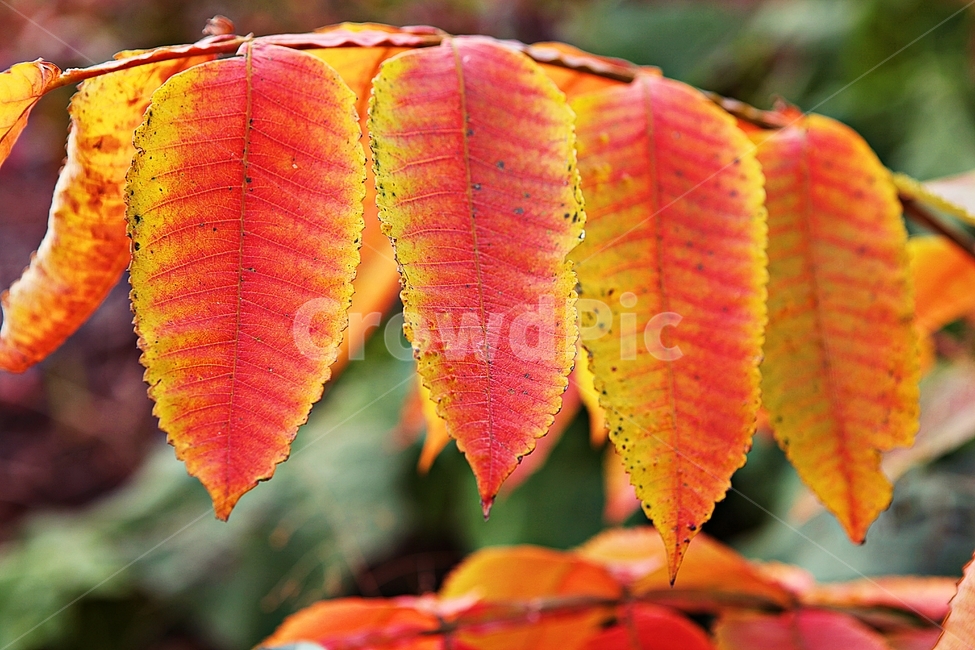단풍,낙엽,가을,잎,식물,자연,계절,감성,색,색상,나무,공원,가을,계절,fall,autumn,season,plant,leaf,veins,정맥