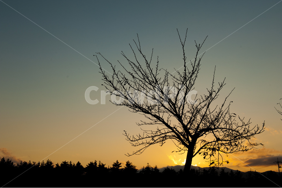자연,풍경,노을,나무,잔잔한,고요한,자연,풍경,nature,landscape,outdoors,옥외,silhouette,실루엣,sky,하늘
