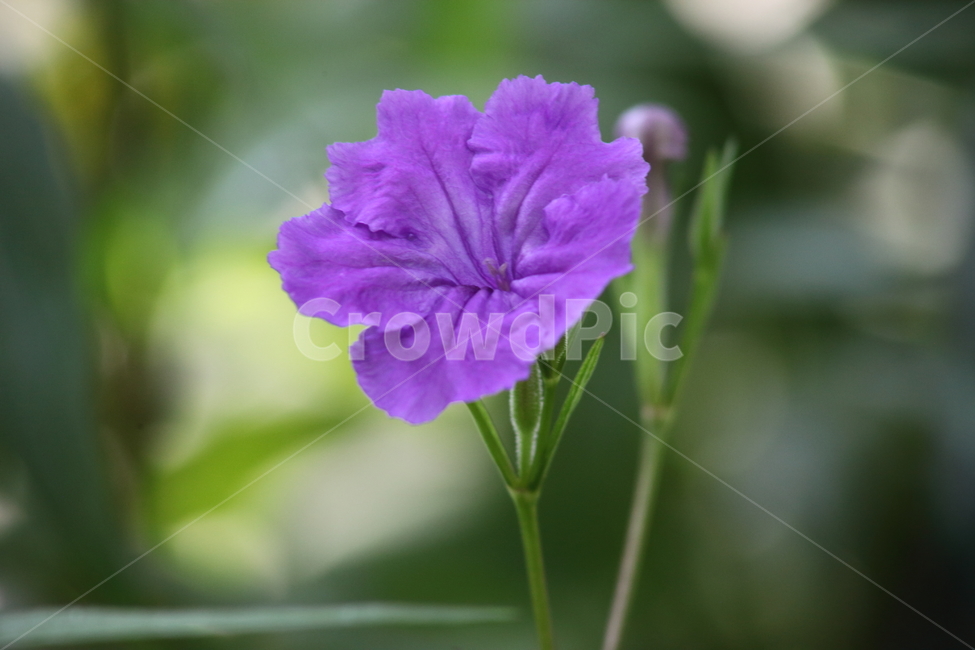 루엘리아브리토니아나,목나팔,멕시칸페튜니아,루엘리아,ruelliasimplex,식물,자연,plants,nature,꽃,flower
