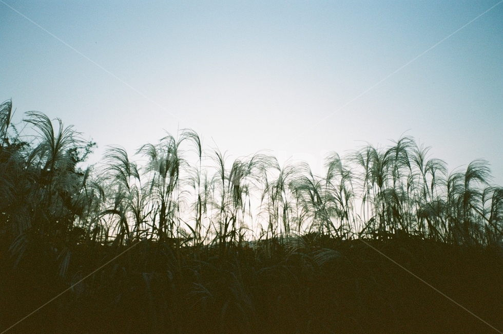가을,억새,갈대,하늘,그림자,나무,풍경,동네,산책,stroll,sky,fall,autumn,green,blue,필름,아날로그사진,아날로그풍경,analog