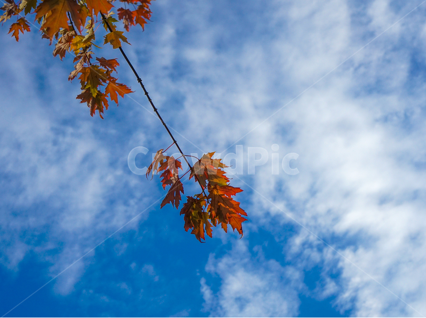 가을,단풍,나뭇잎,잎새,하늘,구름,가을,계절,fall,autumn,season,leaf,잎,plant,식물,nature,자연,sky,outdoors,옥외,azure sky,푸른 하늘