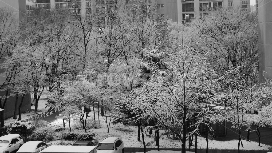 겨울나무,눈꽃,눈내린나무,눈꽃나무,눈꽃세상,겨울,계절,winter,season,흑백,모노톤,monochrome,black and white