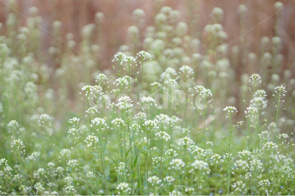냉이꽃,봄,흰색,길가,밭,연두줄기,식물,자연,plants,nature,꽃,flower