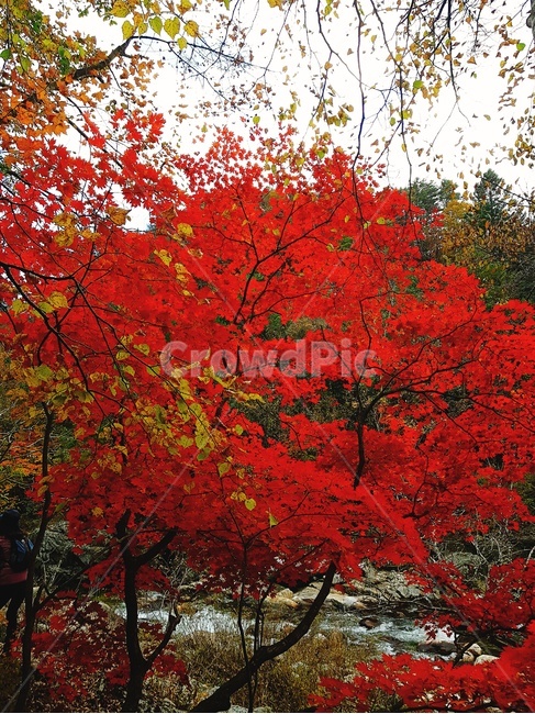 오대산,선재길,옛길,오대산선재길,오대산옛길,계곡,단풍,풍경,가을풍경,landscape,autumn,autumnlandscape,단풍나무,가을단풍,가을,계절,fall,autumn,season,plant,식물,leaf,잎,tree,나무,maple