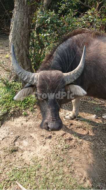 물소,waterbuffalo,동물,야생동물,야생물소