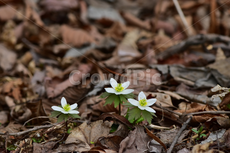 모데미풀,야생화,봄,꽃,풀꽃,자연,식물,식생,plants,nature,spring,season,flower