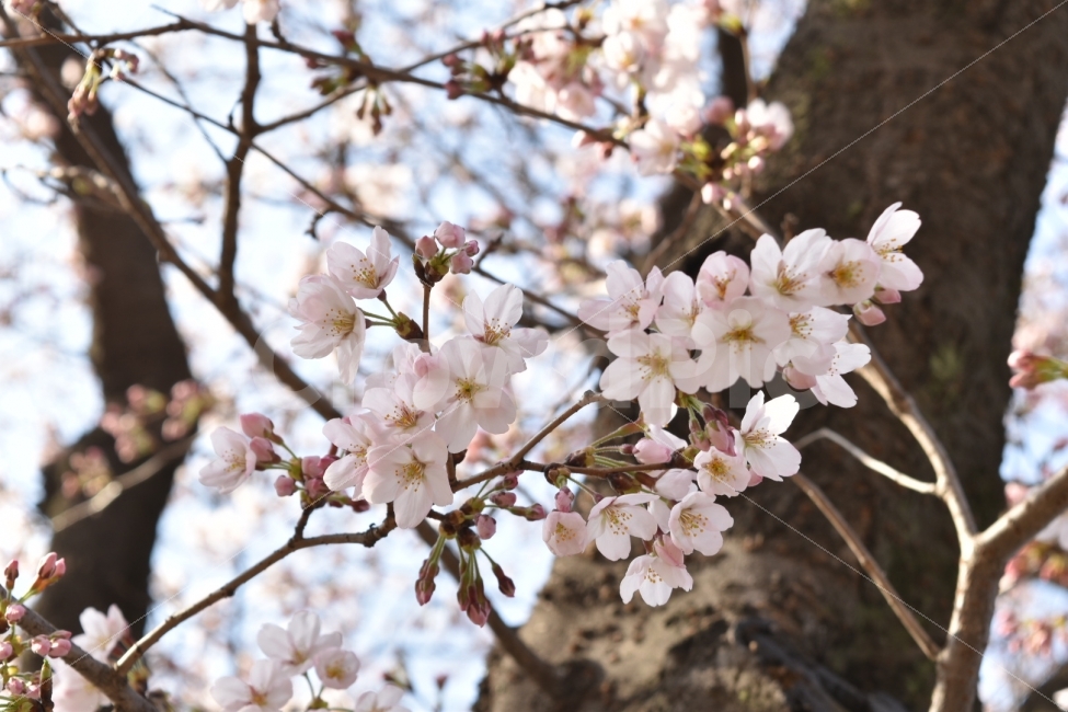 꽃,벚꽃,나무,꽃나무,봄,꽃봉오리,하늘,나들이,분홍,식물,자연,plants,nature,봄,계절,spring,season,꽃,flower,plant,blossom