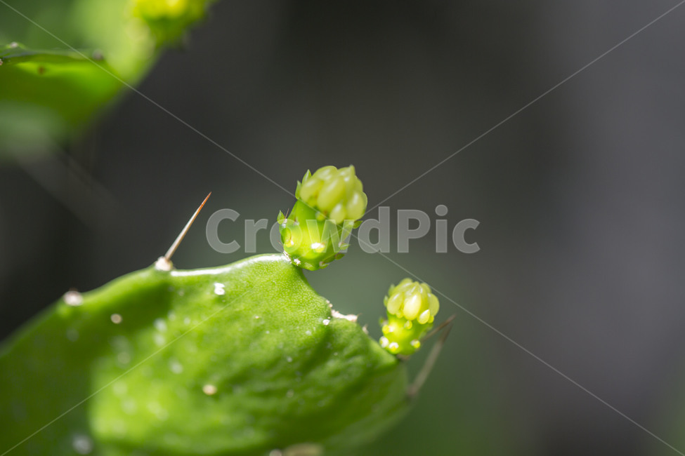 선인장,생명,가시,초록,봄,꽃봉오리,식물,자연,plants,nature