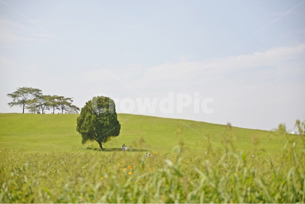 나무,풍경,공원,소풍,피크닉,한적함,올림픽공원,잠실,자연,풍경,nature,landscape,한국자연풍경,한국자연경관,korea nature landscape,식물,plants,나무,trees,wood,tree,plant,grassland,목초지,outdoors,옥외,field,들