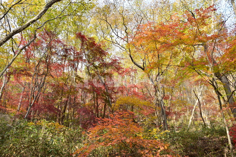 자연,풍경,단풍,계절,가을,잎,단풍잎,붉은,노란,낙엽,나무,애기단풍,백암산,fall,autumn,season,nature,landscape,한국자연풍경,한국자연경관,korea,tree,maple,leaf,가을,계절,fall,autumn,season,자연,풍경,nature,landscape,plant,식물