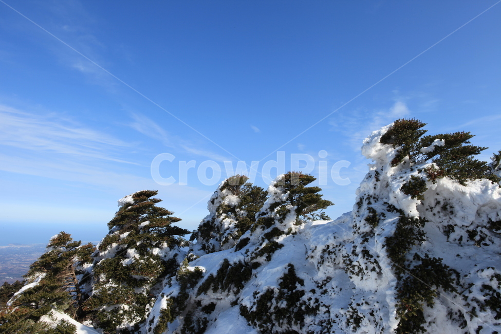 한라산,겨울,눈,산,국립공원,자연,풍경,겨울,계절,winter,season,식물,자연,plants,nature,나무,trees,wood