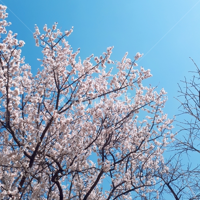 벚꽃,봄,꽃,나무,파란하늘,식물,자연,plants,nature,꽃,flower