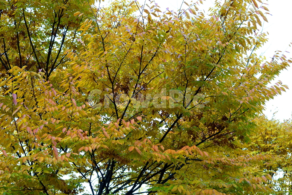 단풍,나무,단풍나무,느티나무,가을,자연,풍경,가을,계절,fall,autumn,season,식물,자연,plants,nature,나무,trees,wood,tree,plant,leaf,잎,maple
