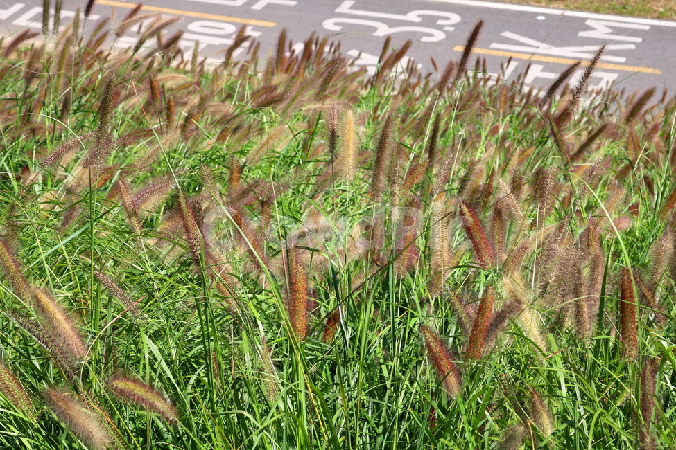 수크령,길갱이,랑미초,식물,벼과,벼과식물,자연,식물,자연,plants,nature