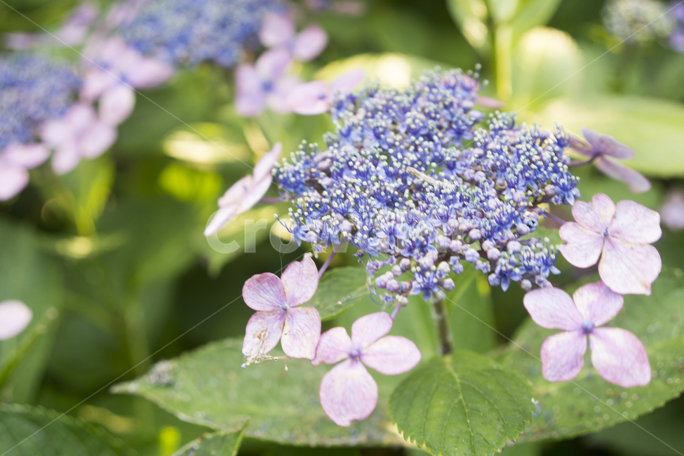 plant,식물,blossom,flower,꽃,수국,식물,자연,plants,nature,꽃,flower