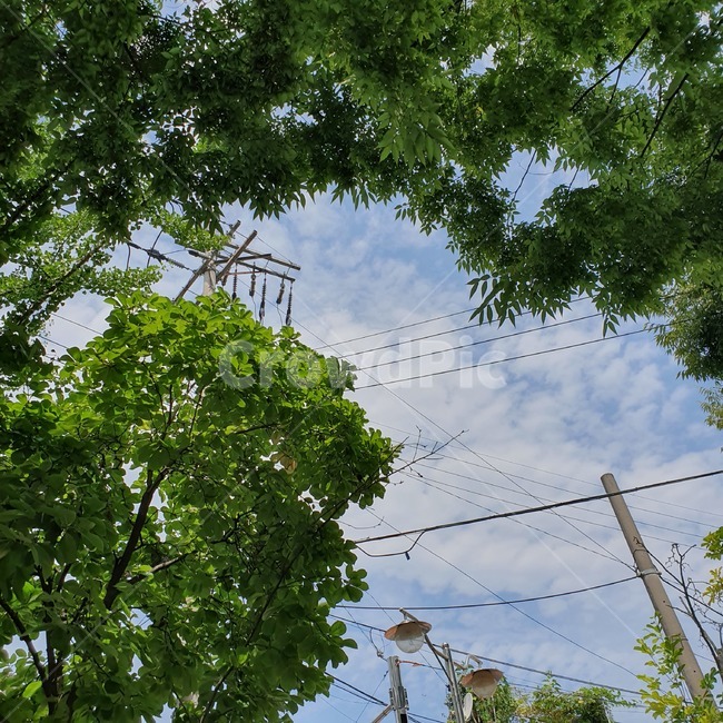 가을하늘,초록,나무,자연,푸름,자연,풍경,nature,landscape,cable,케이블