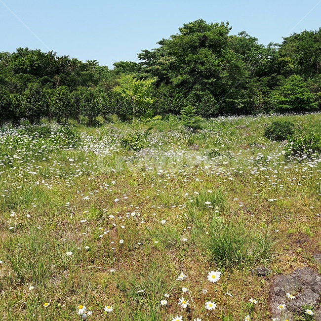 꽃,나무,자연,초록,잔디,제주도,자연,풍경,nature,landscape