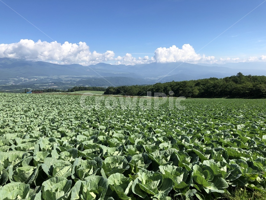 양배추,군마현,아사마산,자연,구름,자연,풍경,nature,landscape,농업,농사,agriculture,farming,farming industry