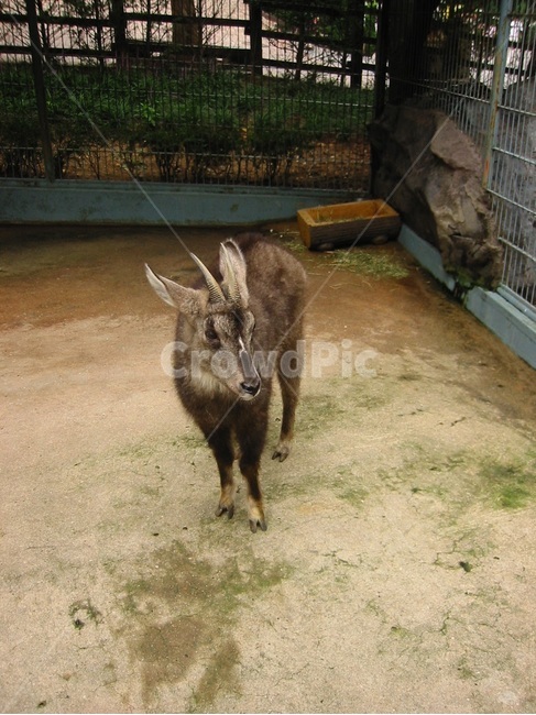 동물원,동물,짐승,산양,양,뿔,동물,animal,포유류,mammal