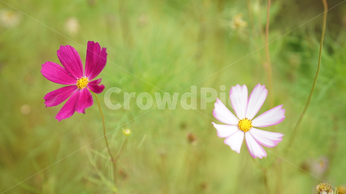 코스모스,꽃,자연,식물,계절,바탕화면,flower,nature
