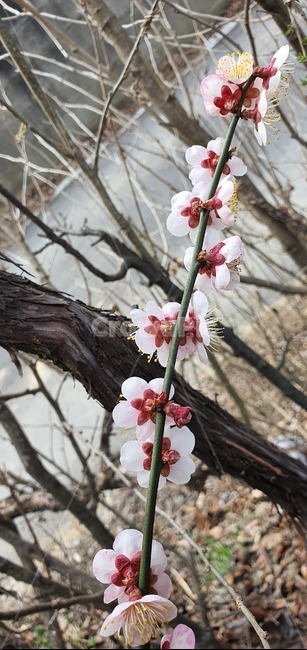 자연,분홍,식물,꽃,봄,blossom
