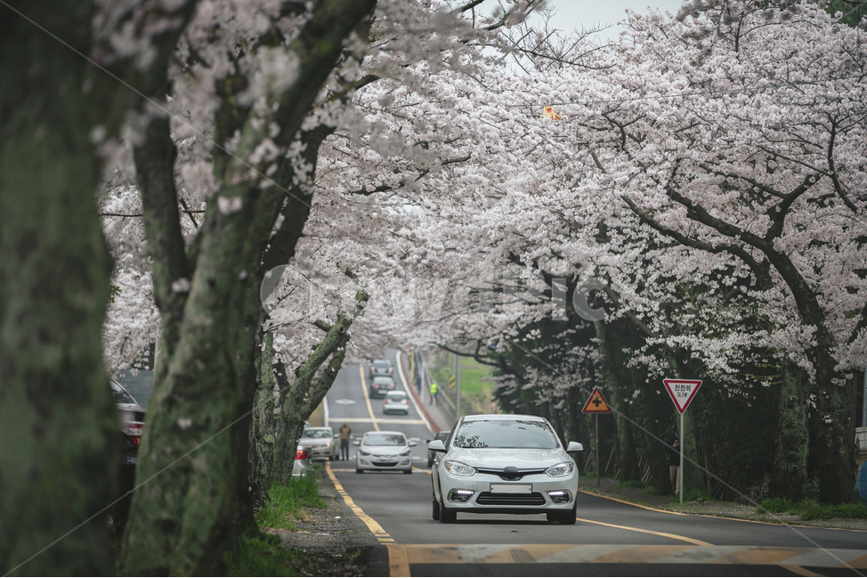 automobile,자동차,vehicle,차량,transportation,교통,car,차,plant,식물,asphalt,아스팔트,봄,벚꽃터널,벚꽃,벚나무,제주,제주도,봄,계절,spring,season