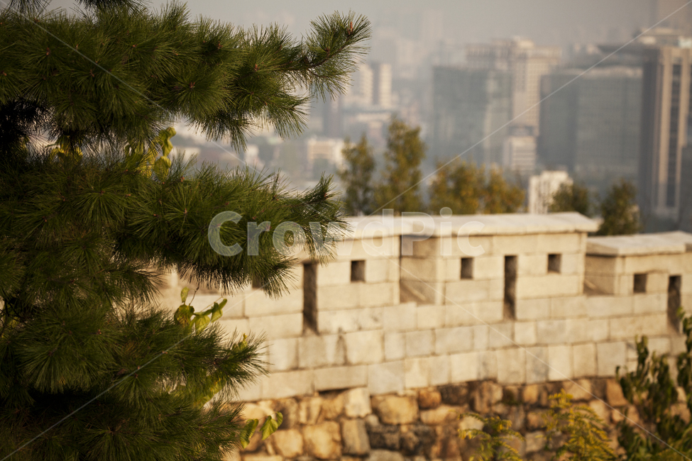 rampart,pine tree,castle,city,nature,background,plant,building
