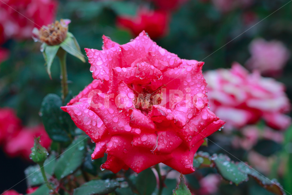 blossom,꽃,flower,rose,장미,식물,plant,자연,nature,봄,spring