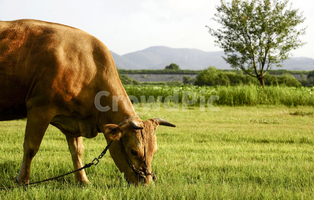 소,동물,들판,풀,포유류,cow,cattle,animal,field,mammalia,동물,animal,포유류,mammal