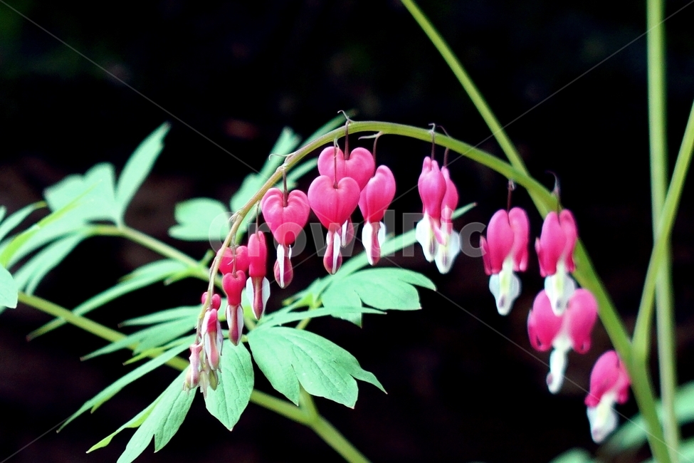 식물,꽃,금낭화,방울,하트,plant,flower,blossom,dicentraspectabilis,분홍꽃,식물,자연,plants,nature,꽃,flower