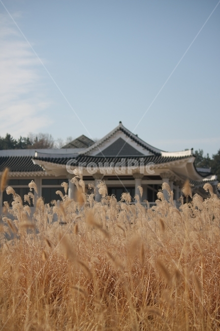 가을,하늘,갈대,억새,풍경,가을,계절,fall,autumn,season,식물,자연,plants,nature,plant