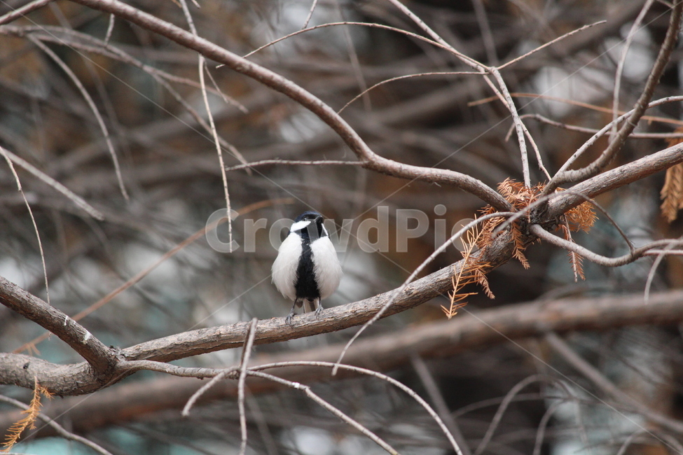 박새,조류,새,자연,겨울,동물,animal,조류,새,birds
